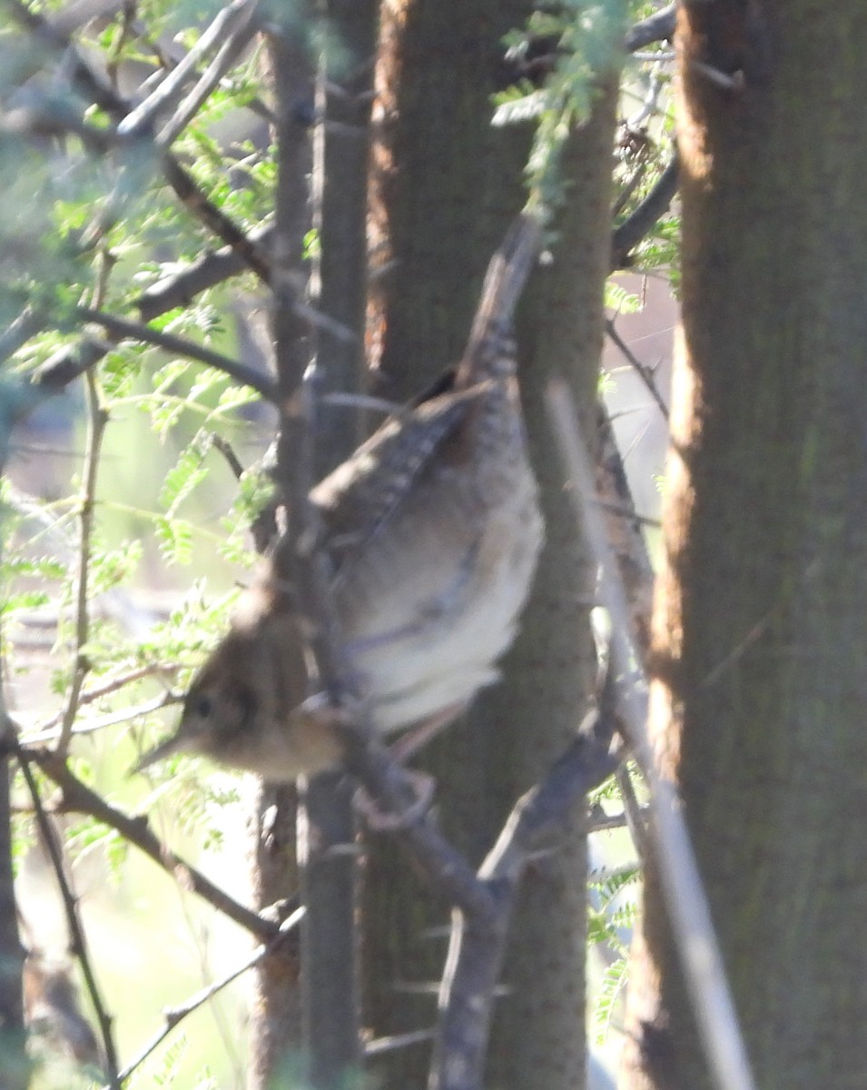 Northern House Wren - ML647187577