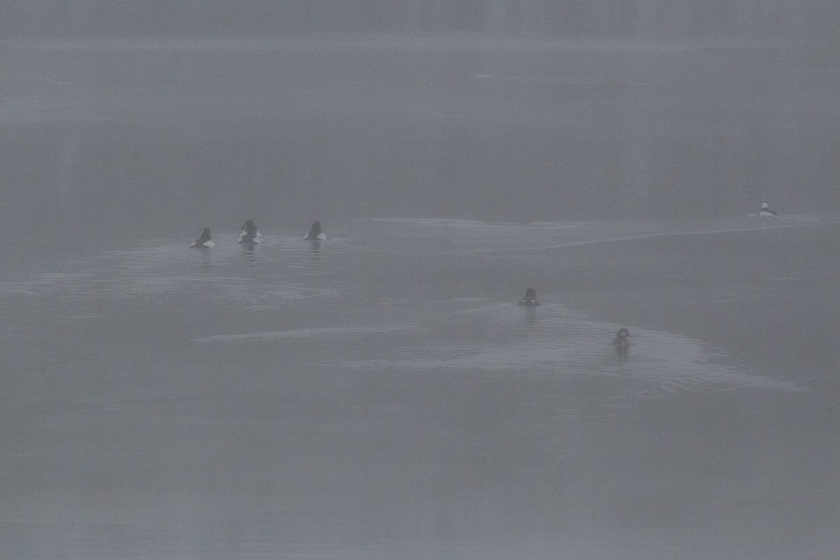 kvinand - ML647187578