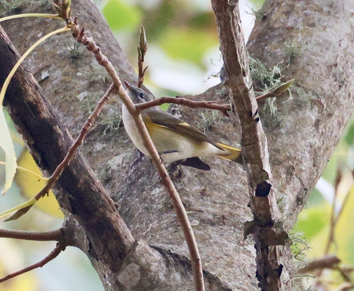 סבכון חכלילי - ML647187584