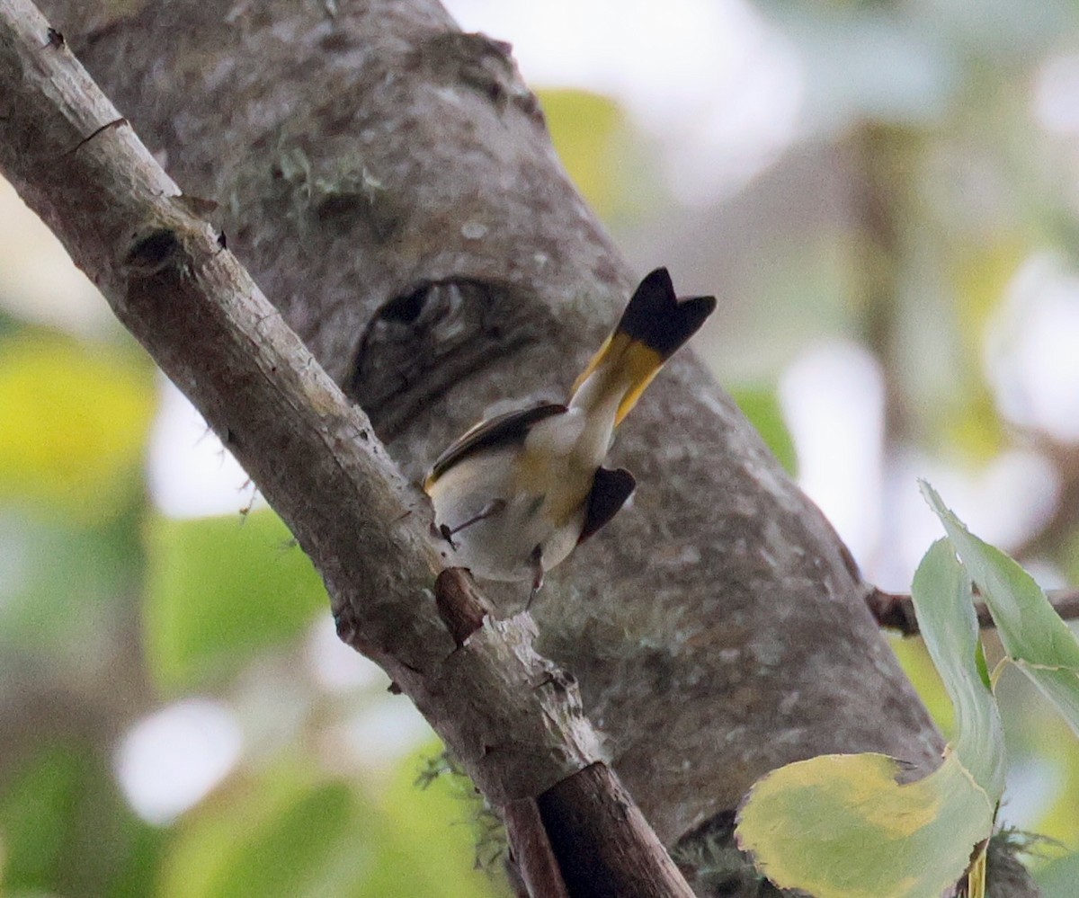 סבכון חכלילי - ML647187589
