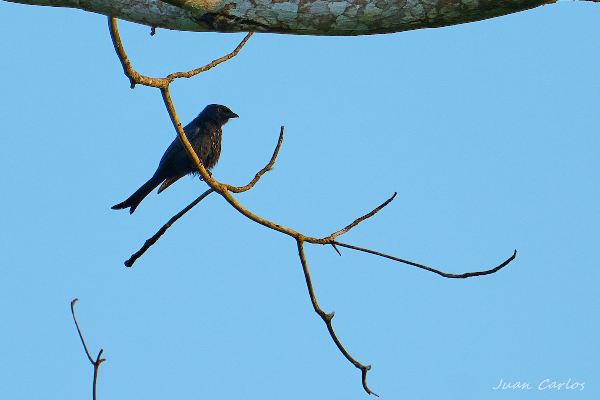 Velvet-mantled Drongo - ML647187614