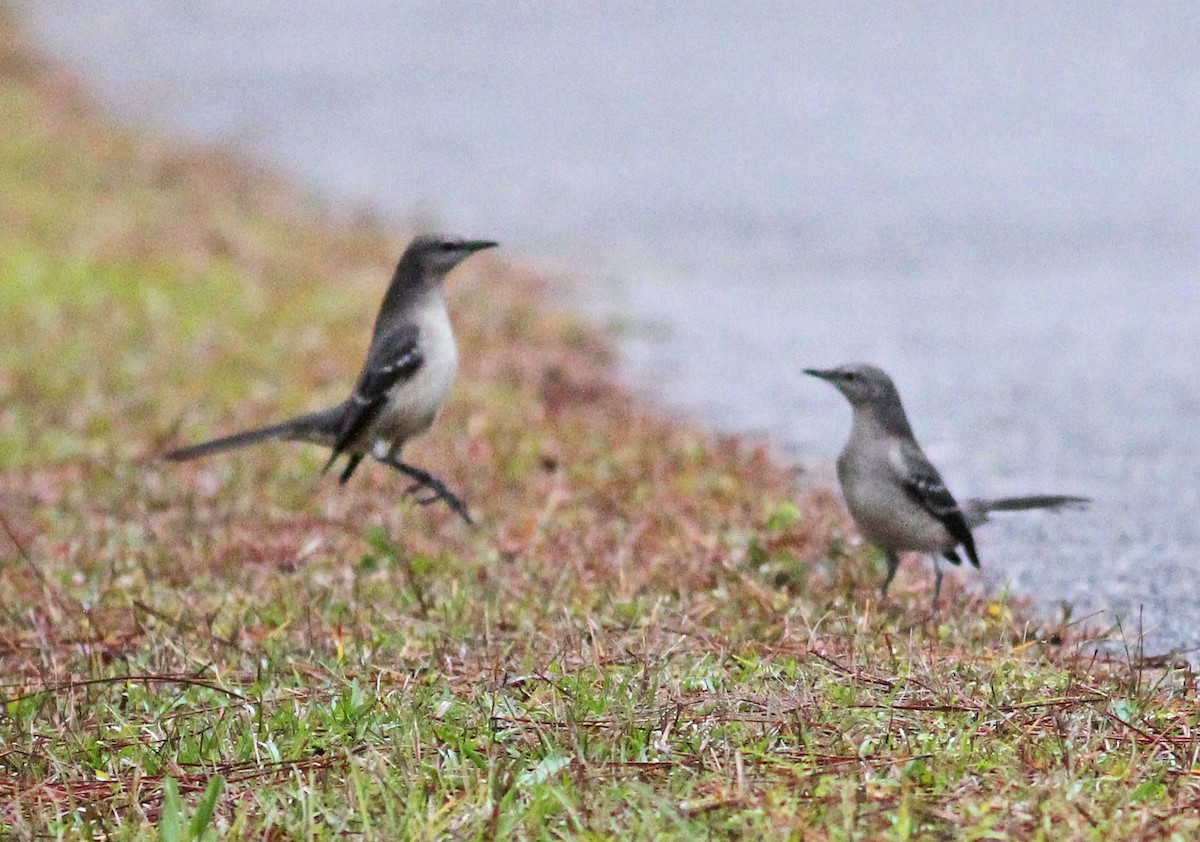 Northern Mockingbird - ML647187644