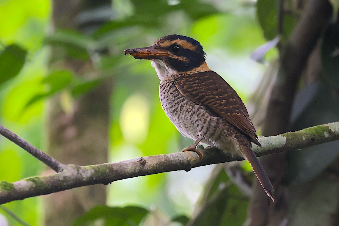 ledňáček královský - ML647187649