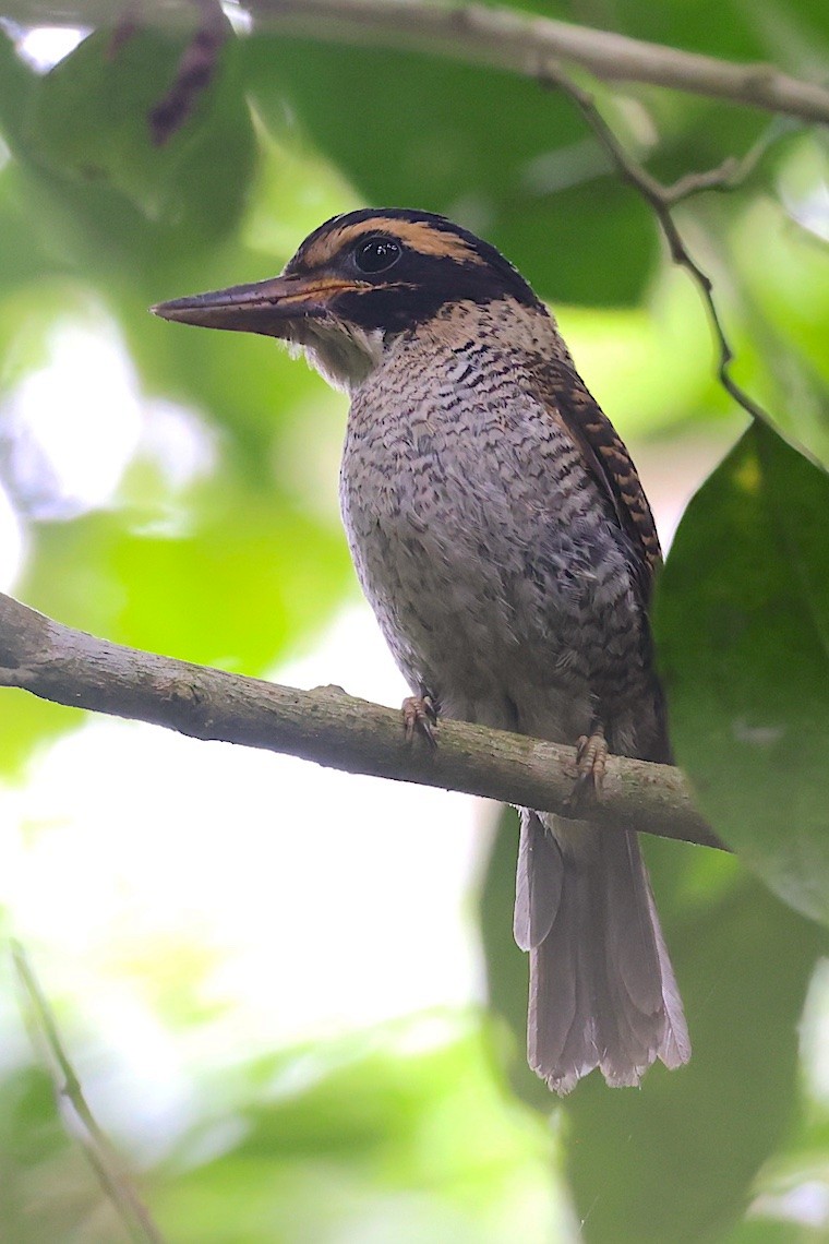 ledňáček královský - ML647187650