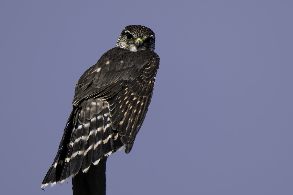 Merlin - ML647187656