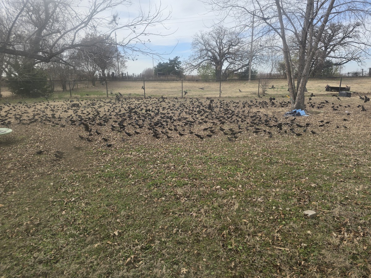 Common Grackle - ML647187671