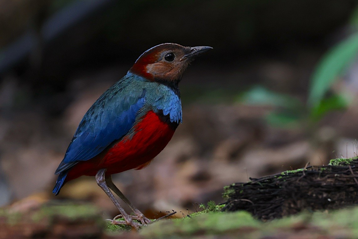 Sulawesi Pitta - ML647187675