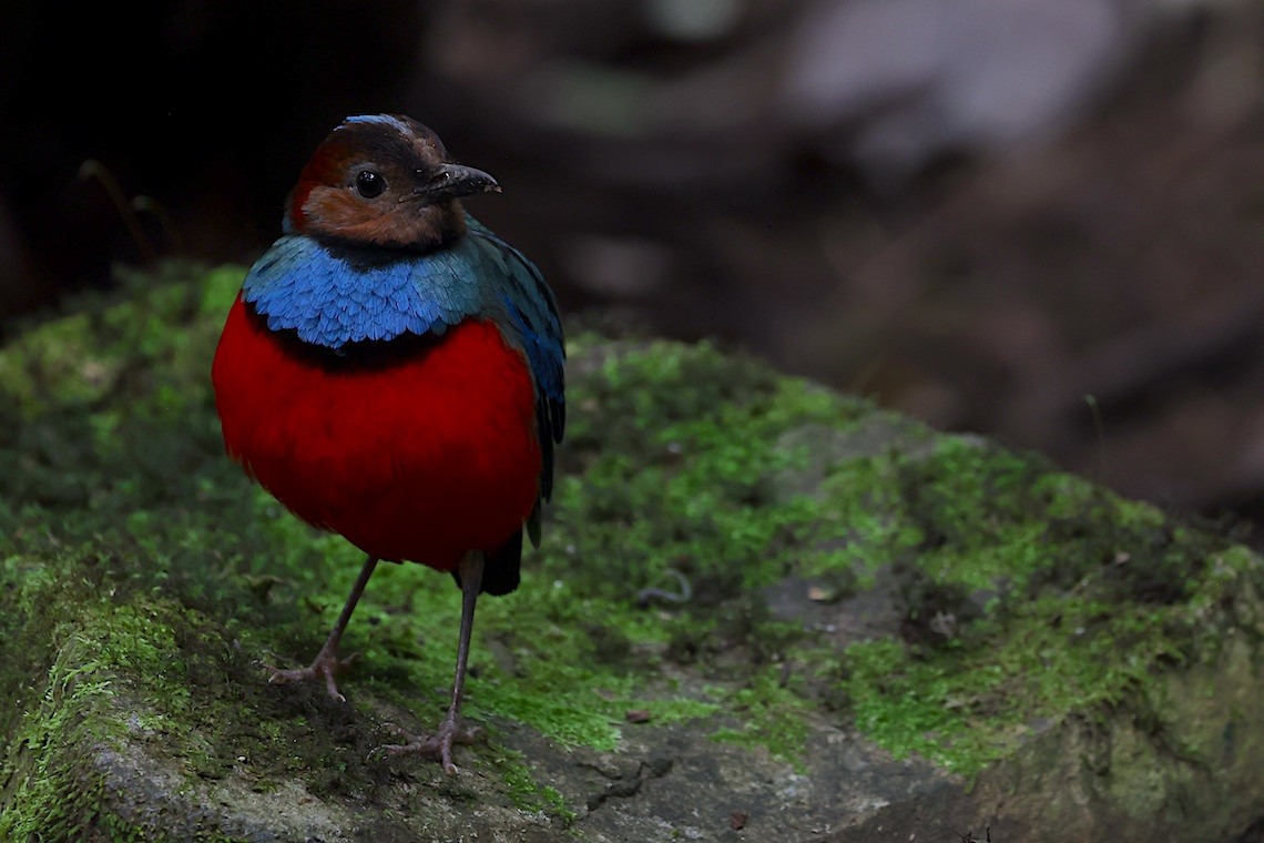 Sulawesi Pitta - ML647187676