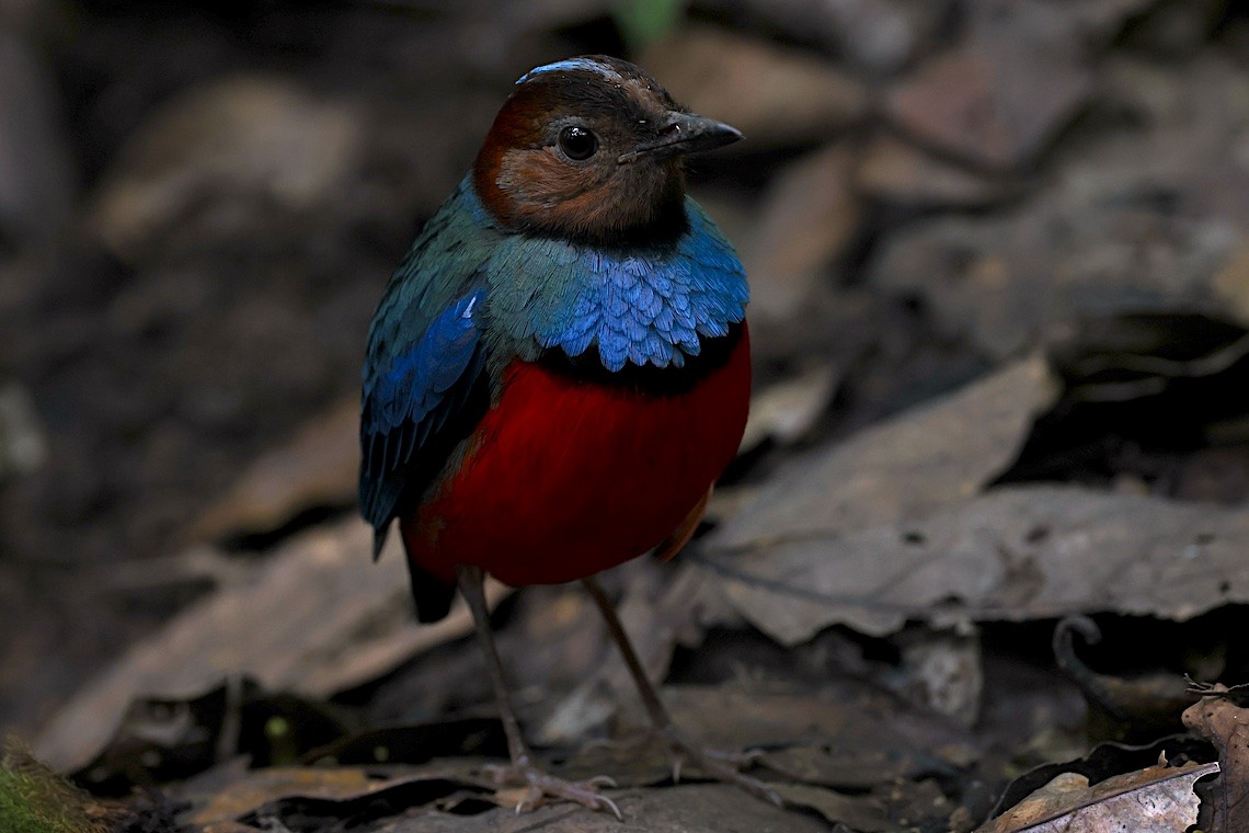 Sulawesi Pitta - ML647187677