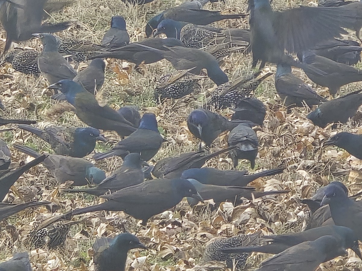 Common Grackle - ML647187678