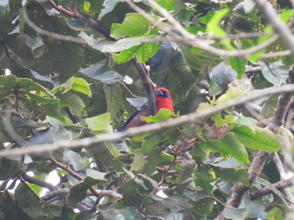 White-winged Tanager - ML647187681