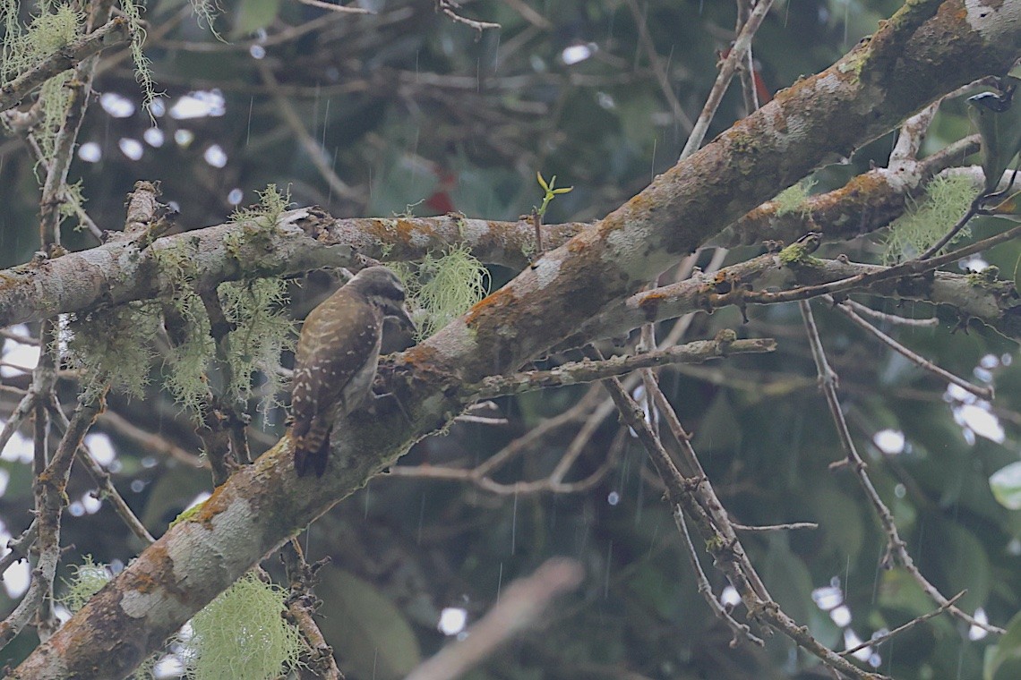 Pic de Temminck - ML647187689