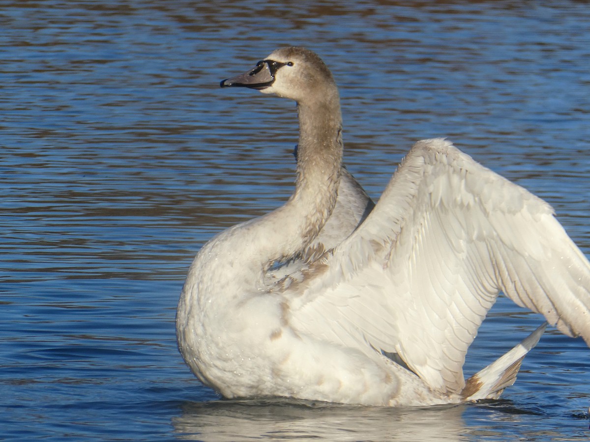 Mute Swan - ML647187695