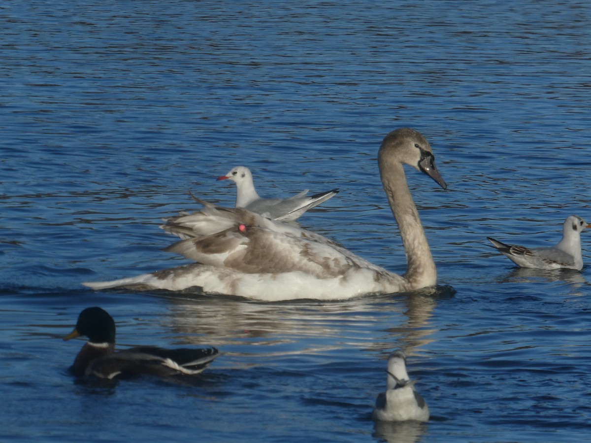 Mute Swan - ML647187697