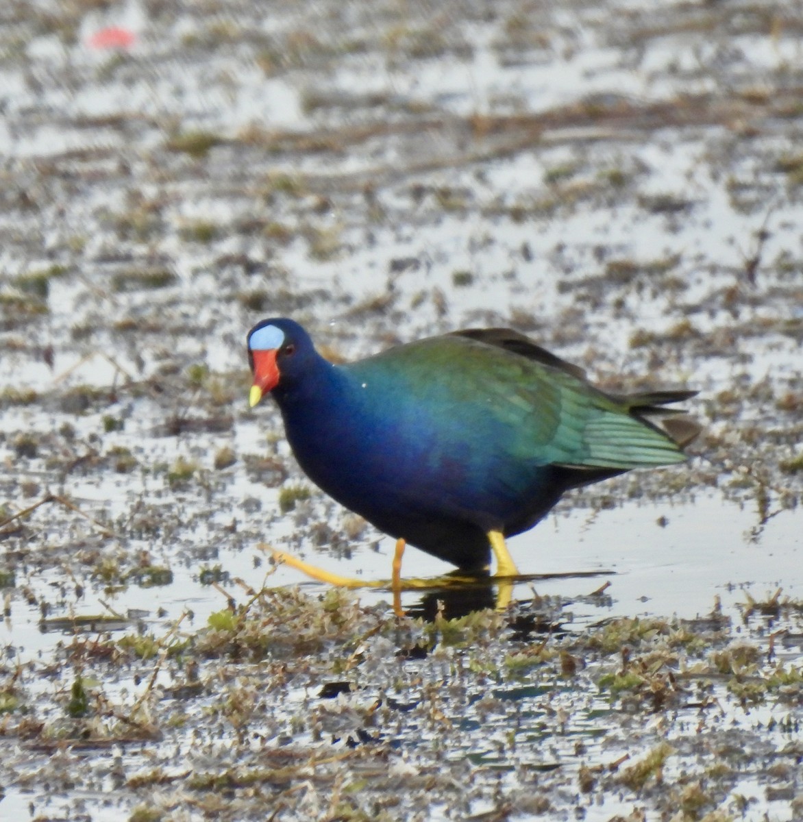 Малая султанка - ML647187698