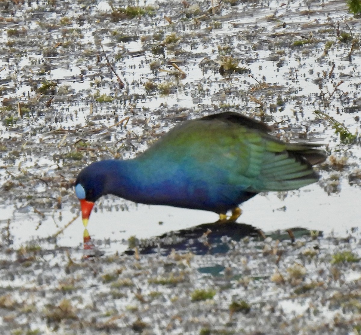 Малая султанка - ML647187699