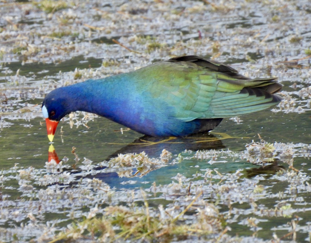 Малая султанка - ML647187700