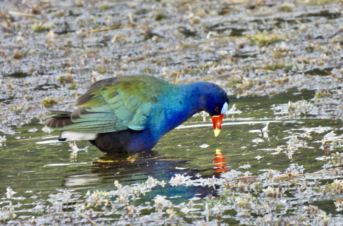 Малая султанка - ML647187702