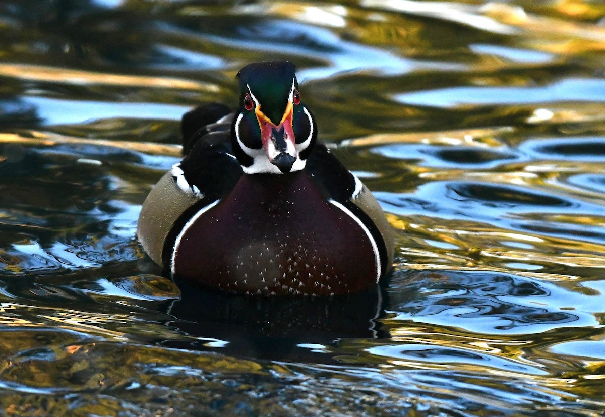 kachnička karolínská - ML647187703