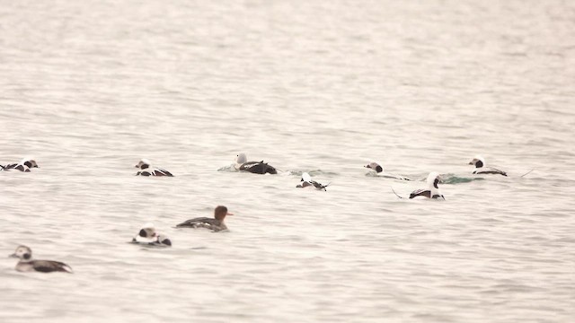 King Eider - ML647187704