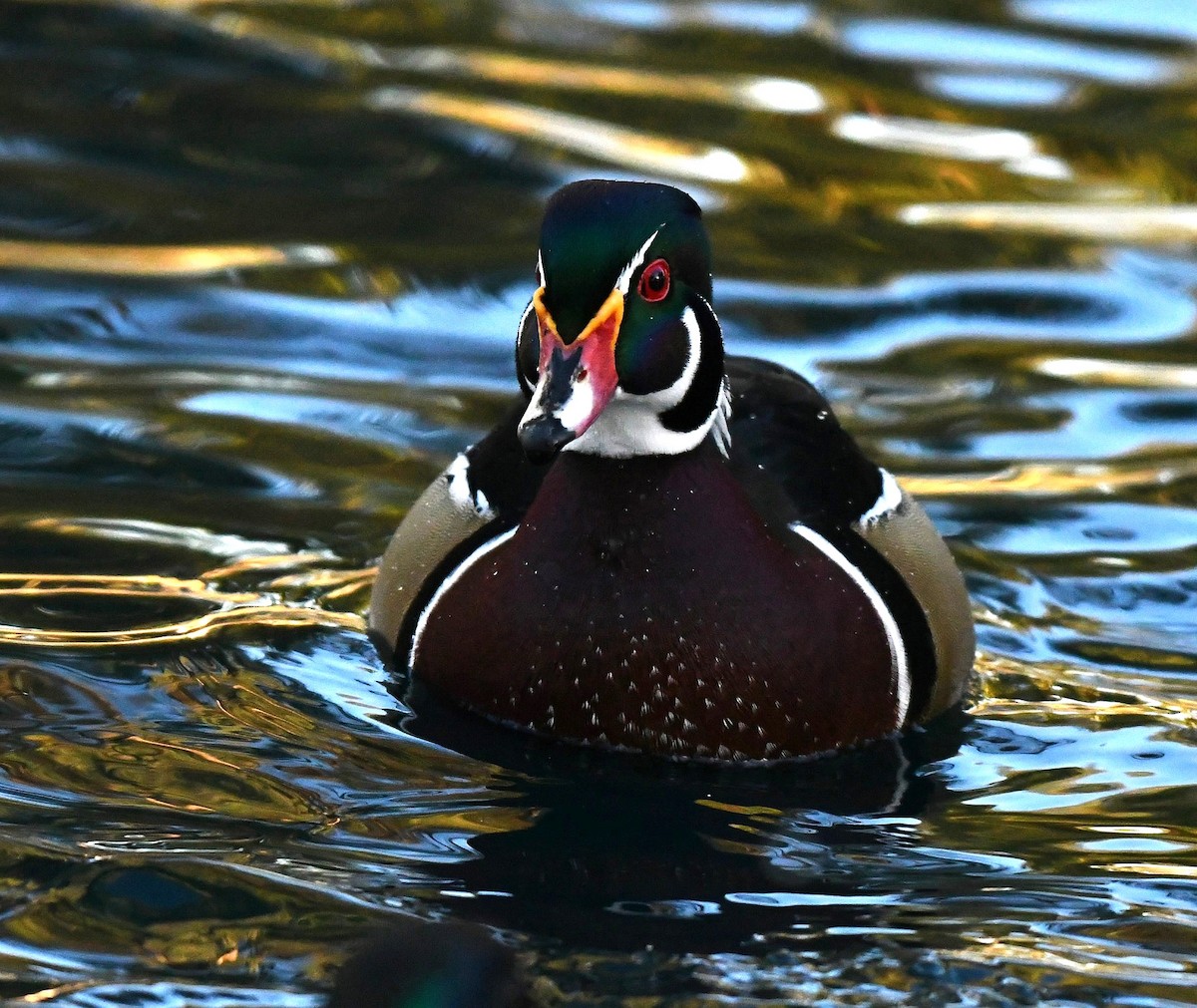 kachnička karolínská - ML647187705