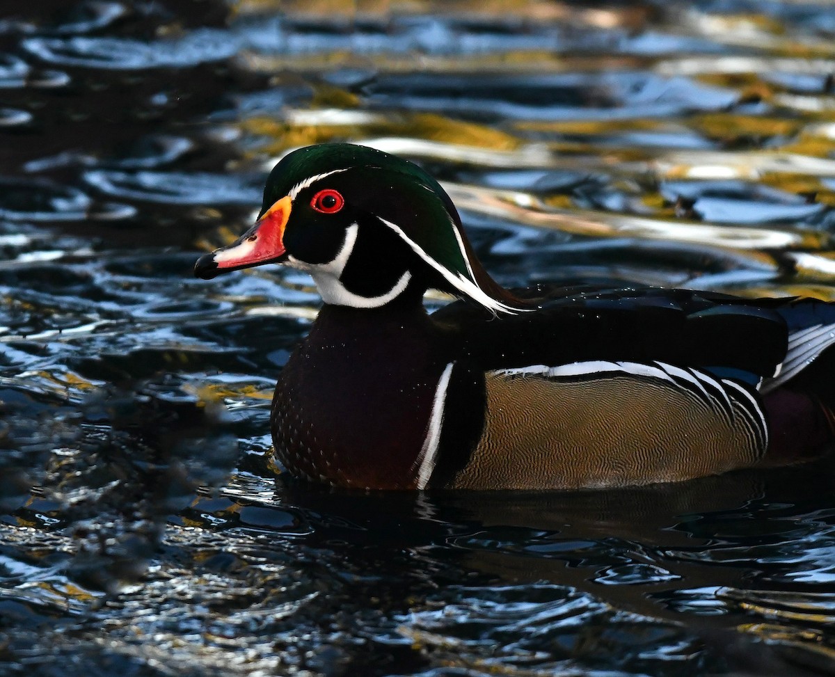 kachnička karolínská - ML647187706