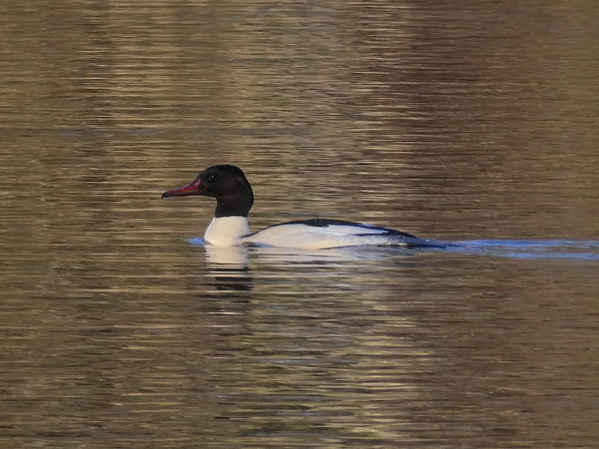 Common Merganser - ML647187707