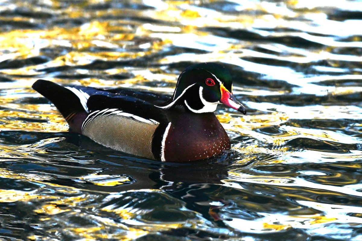 kachnička karolínská - ML647187714