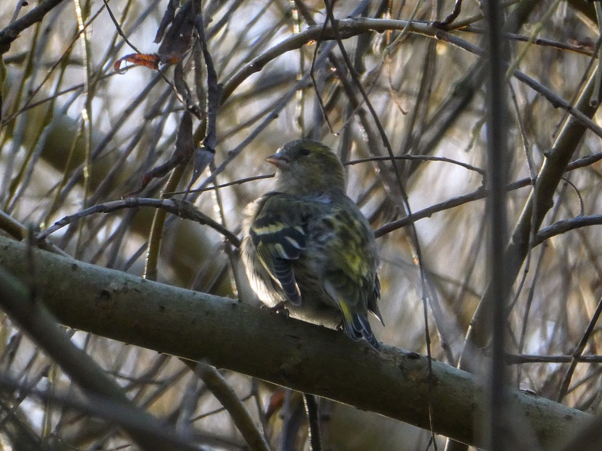 Eurasian Siskin - ML647187721