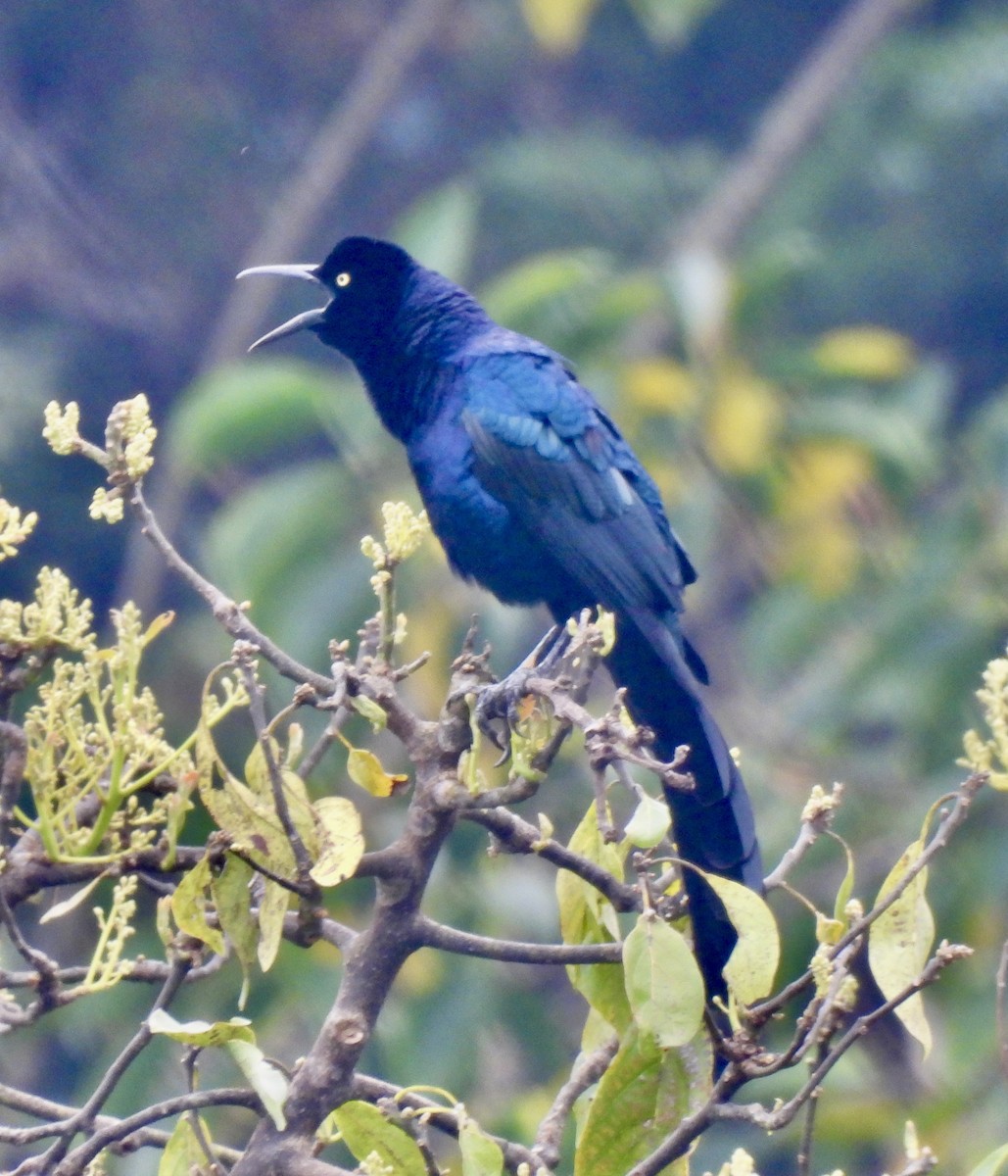 Great-tailed Grackle (Great-tailed) - ML647187730
