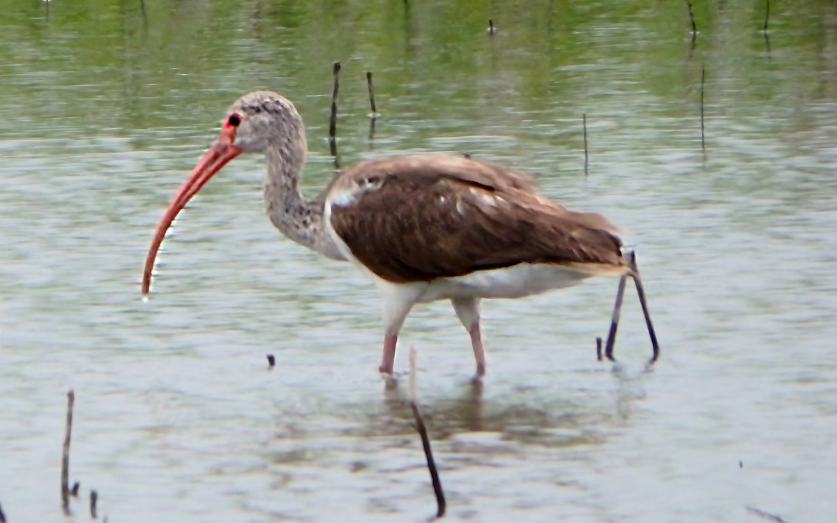 White Ibis - ML647187734