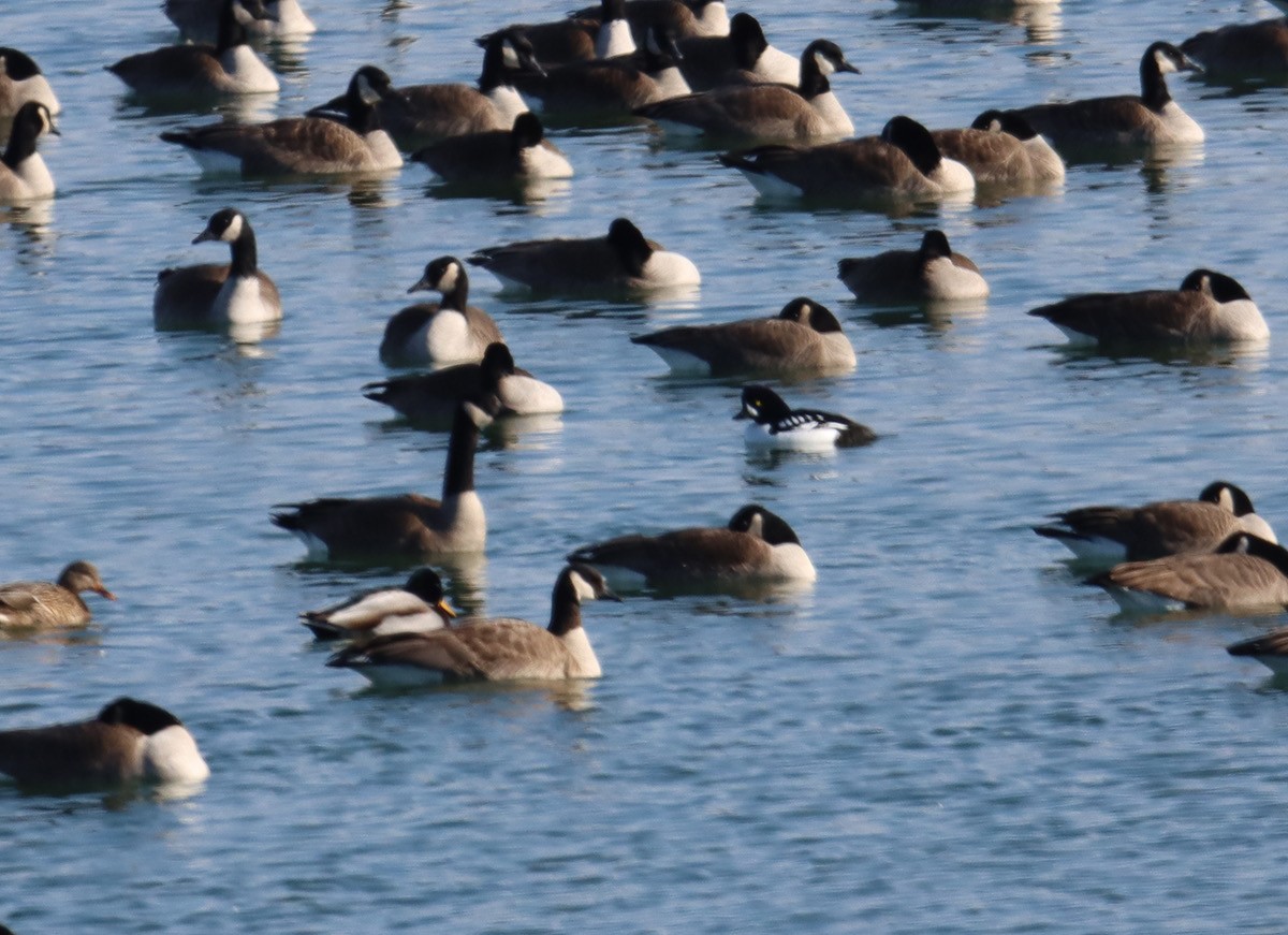 Barrow's Goldeneye - ML647187744