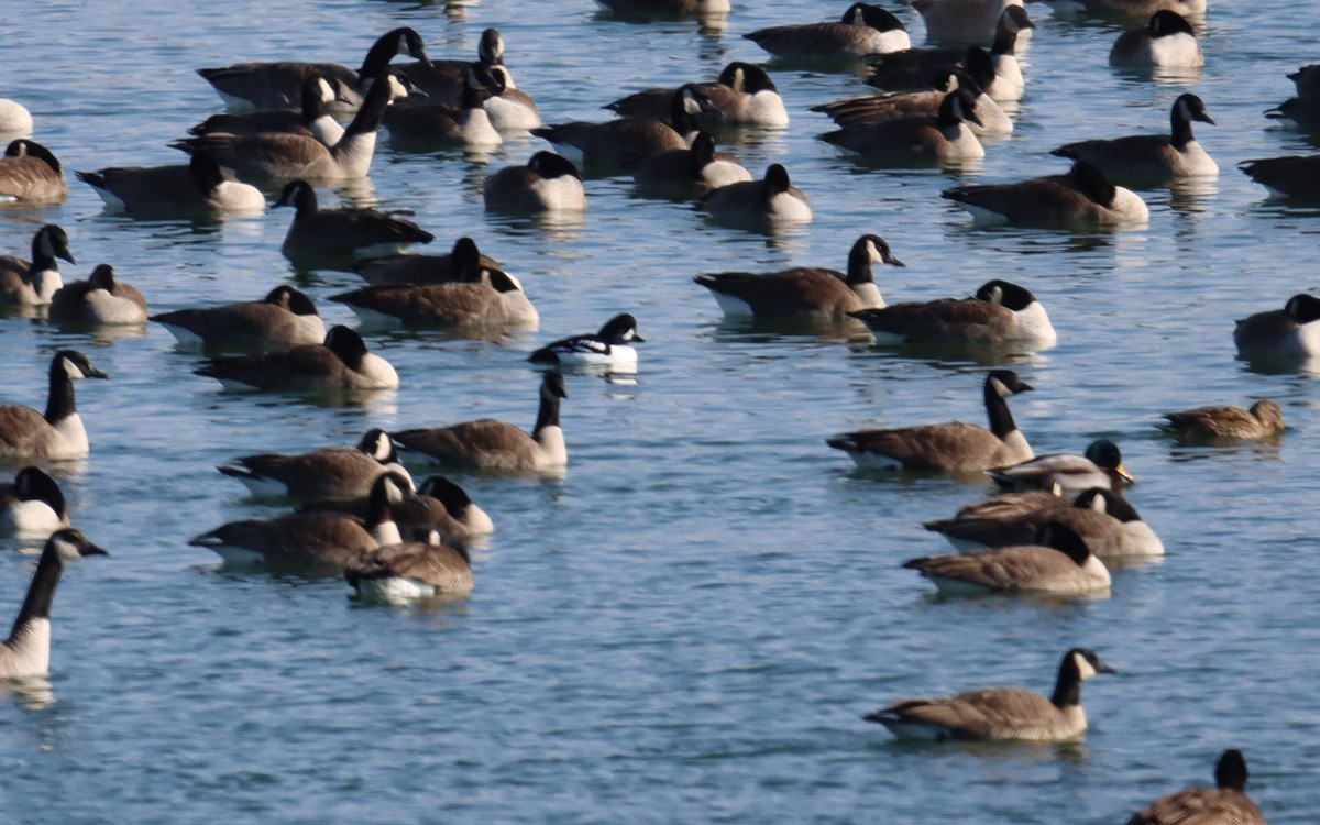 Barrow's Goldeneye - ML647187745