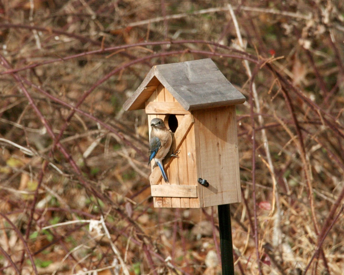 Eastern Bluebird - ML647187777