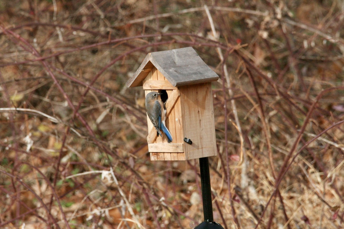 Eastern Bluebird - ML647187778
