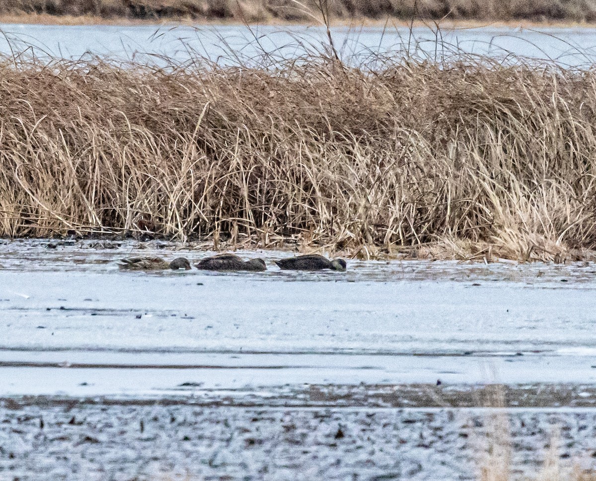 American Black Duck - ML647187781