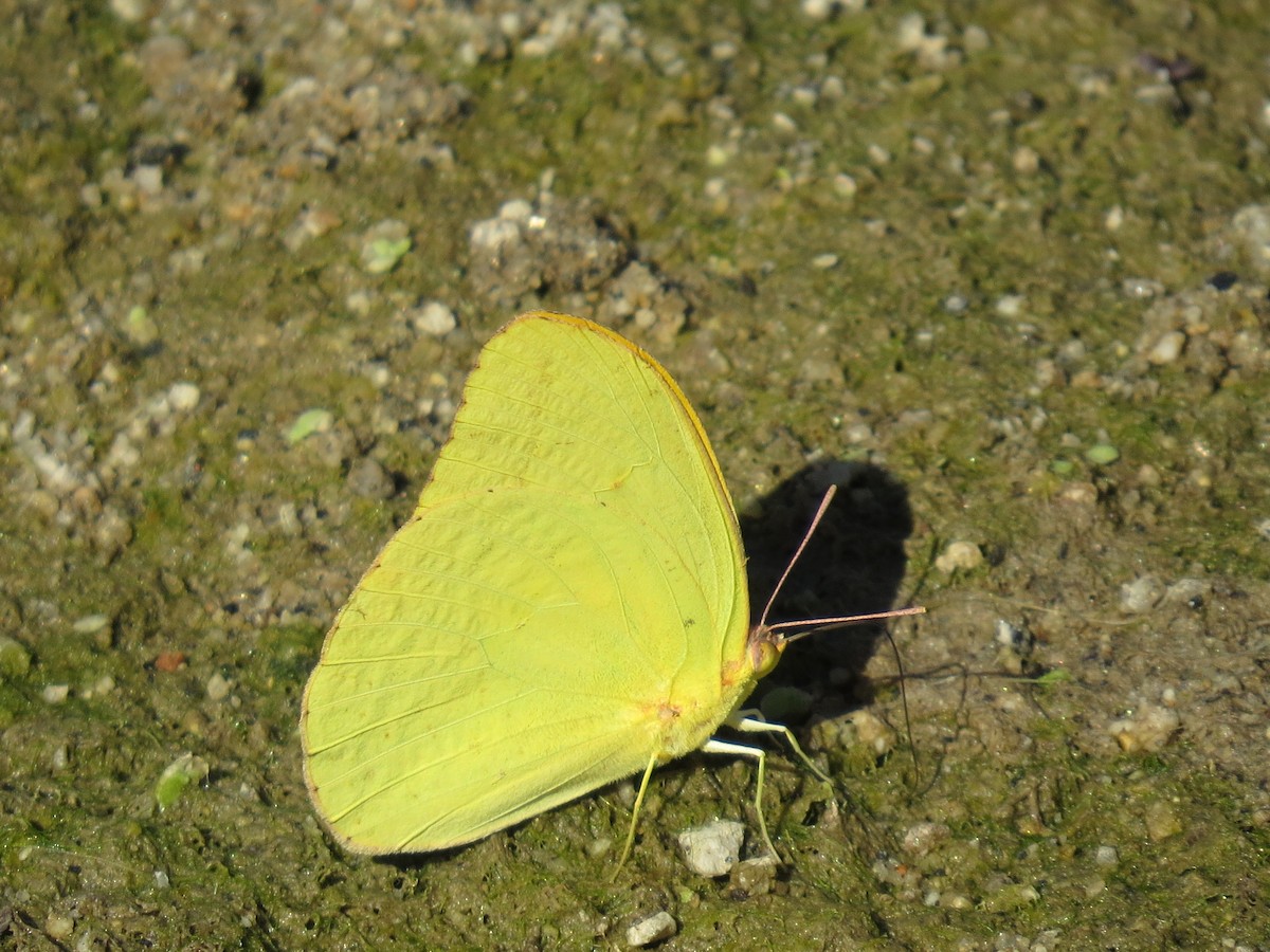 Large Orange Sulphur - ML647187798