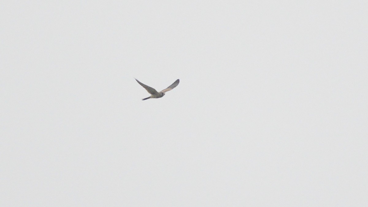 Turmfalke - ML647187802