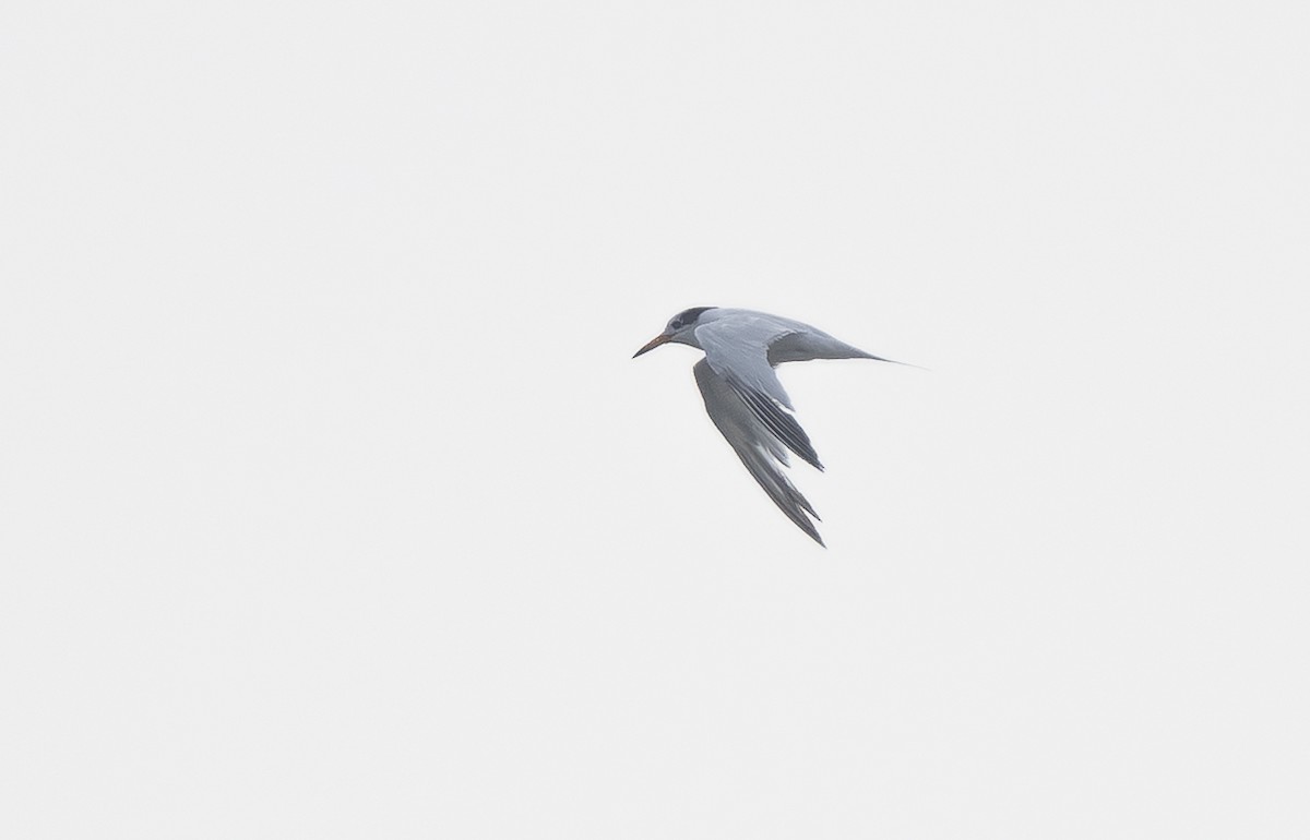 Chinese Crested Tern - ML647187811