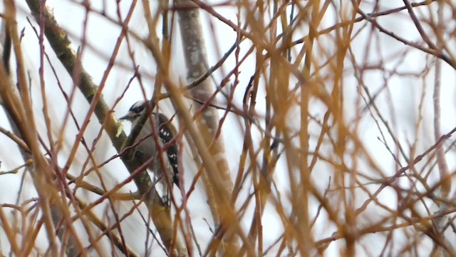 Pico Pubescente - ML647187820