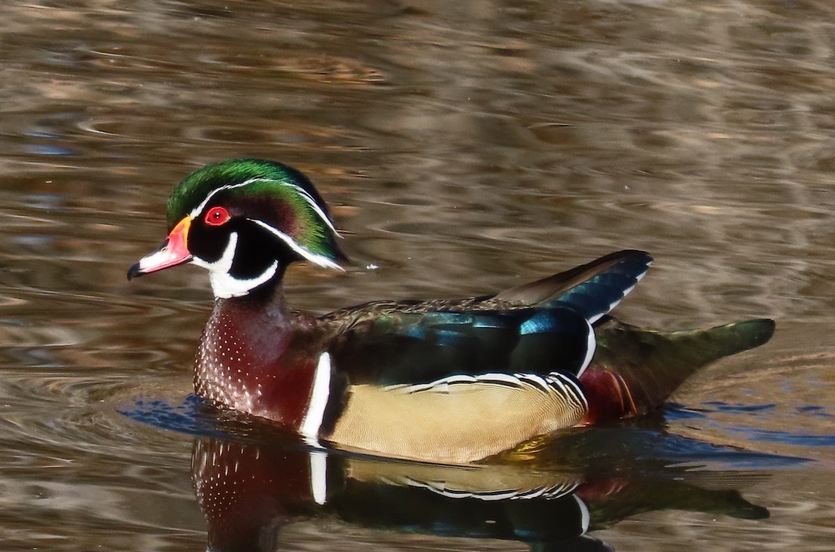 kachnička karolínská - ML647187823