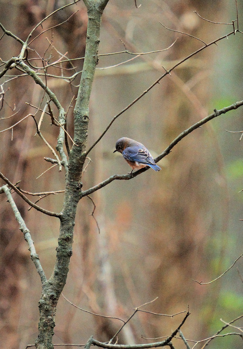 Eastern Bluebird - ML647187840