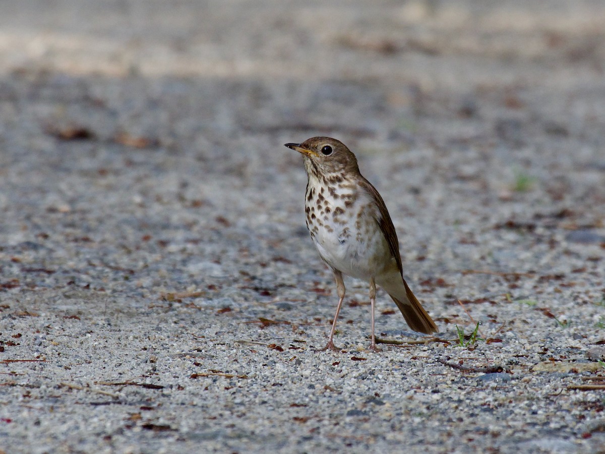 Дрізд-короткодзьоб плямистоволий - ML647187855