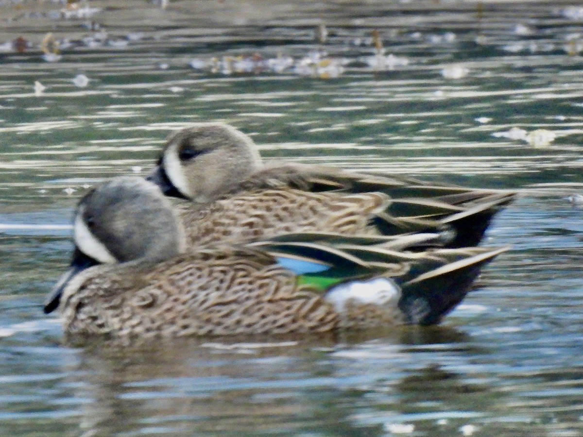 Zertzeta hegalurdina - ML647187863