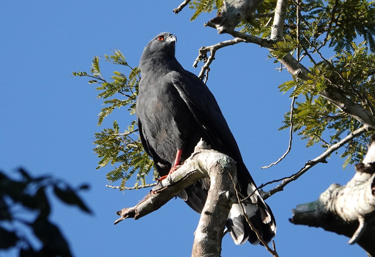 Crane Hawk - ML647187881