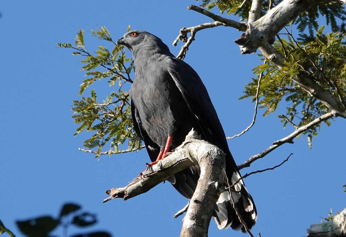 Crane Hawk - ML647187895