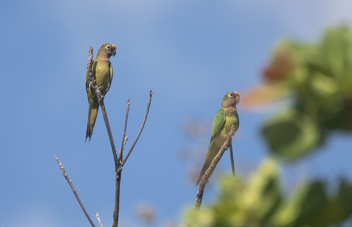 Peach-fronted Parakeet - ML647187906
