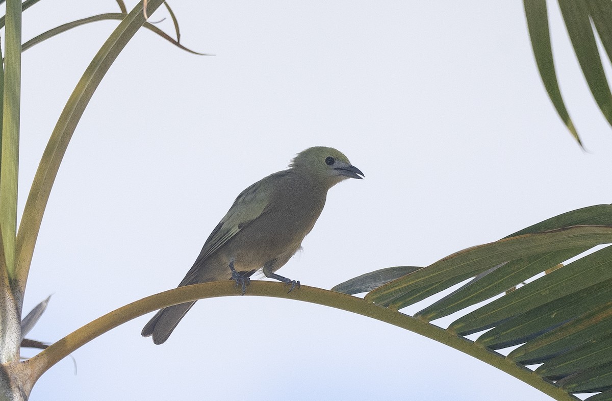 Palm Tanager - ML647187917