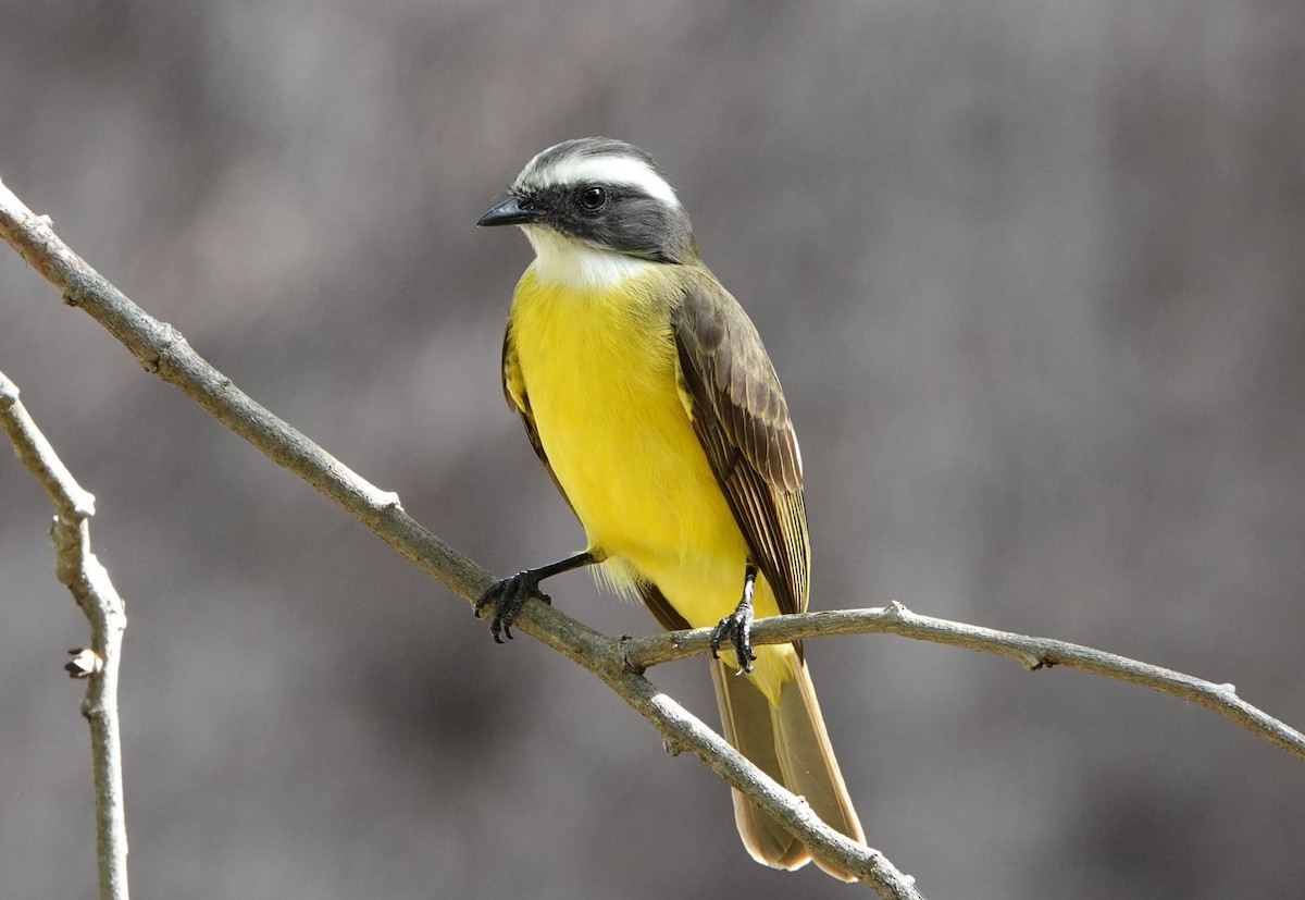 Social Flycatcher - ML647187918