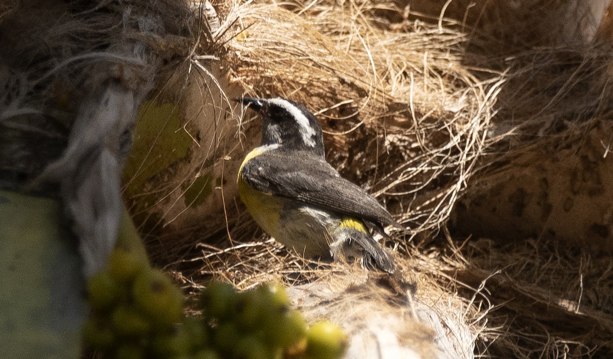 Sucrier à ventre jaune - ML647187937
